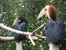 Фото Волнистый калао