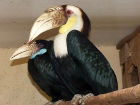 Фото Волнистый калао