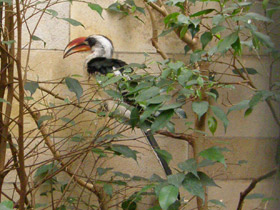 Смотреть фото Джексонов ток Фото Джексонов ток