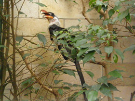 Смотреть фото Джексонов ток Фото Джексонов ток