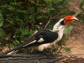 Смотреть фото Джексонов ток Фото Джексонов ток