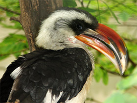 Смотреть фото Джексонов ток Фото Джексонов ток