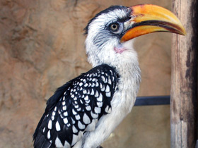 Смотреть фото Желтоклювый ток Фото Желтоклювый ток