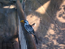 Смотреть фото Желтоклювый ток Фото Желтоклювый ток