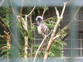 Фото Серый токо