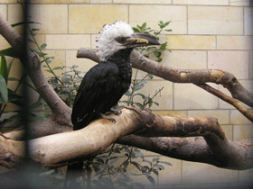 Фото Белохохлый калао