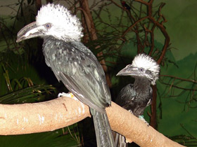 Белохохлый калао Белохохлый калао