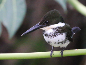 Фото Зелёный зимородок