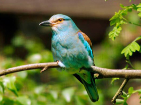 Фото Сизоворонка