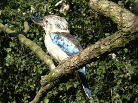 Фото Синекрылая кукабара