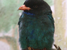 Фото Восточный широкорот