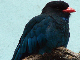 Фото Восточный широкорот