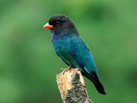 Фото Восточный широкорот