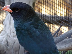 Фото Восточный широкорот