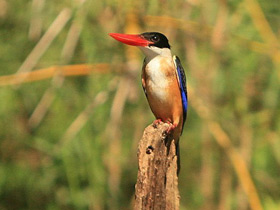 Фото Ошейниковый зимородок
