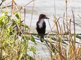 Фото Красноклювая альциона
