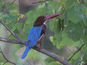 Фото Красноклювая альциона