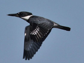 Смотреть фото Опоясанный пегий зимородок Фото Опоясанный пегий зимородок