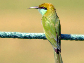 Фото Малая зелёная щурка