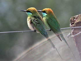 Фото Малая зелёная щурка