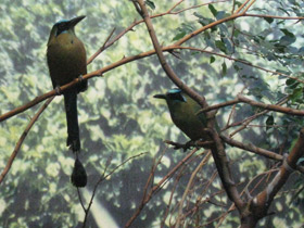 Фото Синешапочный момот