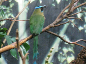 Фото Синешапочный момот