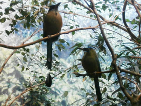 Фото Синешапочный момот