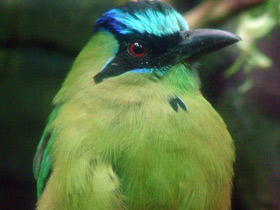 Фото Синешапочный момот