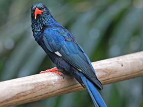 Зелёный лесной удод Зелёный лесной удод