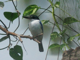 Смотреть фото Белошейная альциона Фото Белошейная альциона