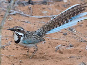 Смотреть фото Длиннохвостая земляная ракша Фото Длиннохвостая земляная ракша