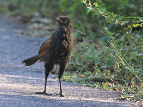 Фото Индийский кукаль