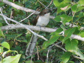Фото Черноклювая американская кукушка