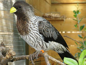 Смотреть фото Чернохвостый бананоед-подорожник Фото Чернохвостый бананоед-подорожник