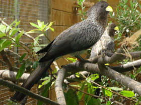 Смотреть фото Чернохвостый бананоед-подорожник Фото Чернохвостый бананоед-подорожник