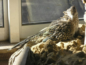 Фото Кукушка-подорожник