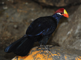 Фото Фиолетовый турако