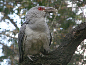 Смотреть фото Исполинская кукушка Фото Исполинская кукушка