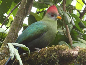 Фото Турако Баннермана