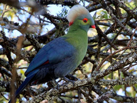 Фото Эфиопский турако