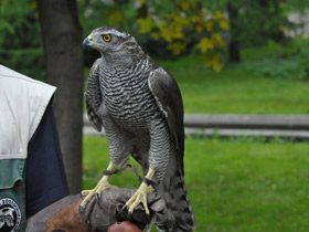Фото Ястреб-тетеревятник