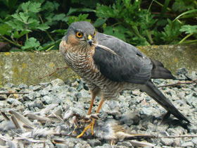 Фото Ястреб-перепелятник