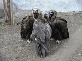 Черный гриф Черный гриф