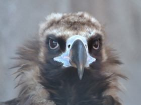 Черный гриф Черный гриф