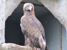 Фото Беркут