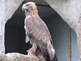 Фото Беркут