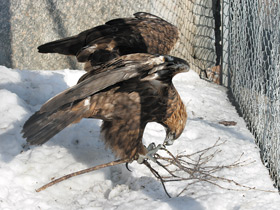 Фото Беркут