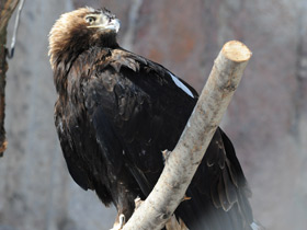 Фото Могильник