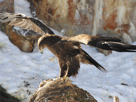 Фото Каменный орел