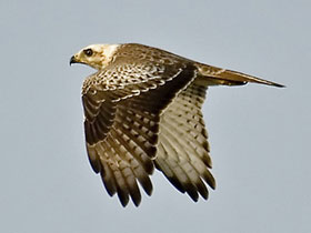 Фото Белоглазый канюк